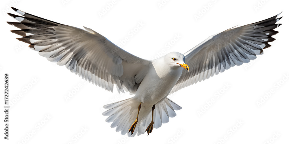 Obraz premium Seagull PNG – Realistic Flying Seaside Bird on Transparent Background