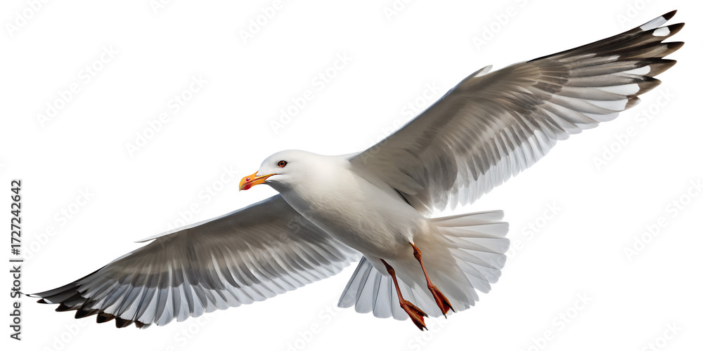 Obraz premium Seagull PNG – Realistic Flying Seaside Bird on Transparent Background