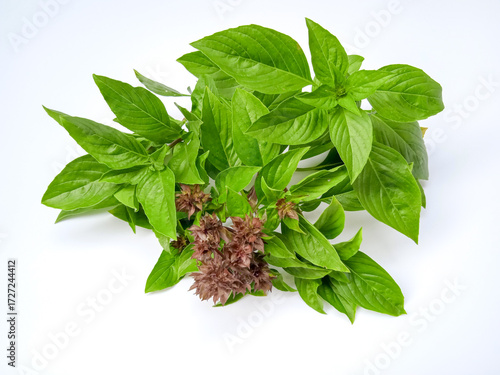 Fresh Thai basil with vibrant green leaves and striking purple flower clusters, aromatic, glossy, and perfect for culinary or botanical inspiration.