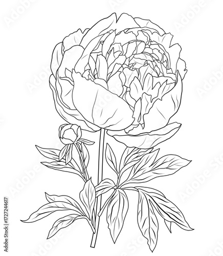 Peony flower coloring page