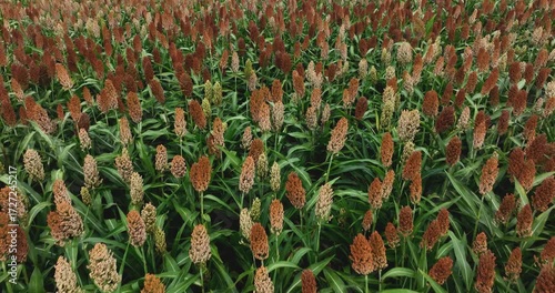 Sorghum crops in the autumn farm