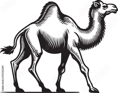 Camel in Black & White | Minimalist Desert Silhouette Vector