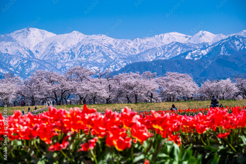 Obraz premium Japan Cherry blossom trees row along Funakawa River and Japanese Northern Alps backgreound in Asahi, Toyama, Japan.