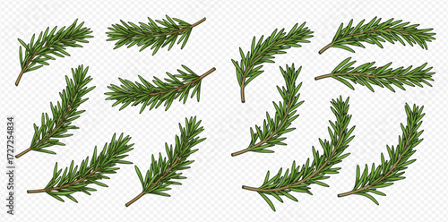 Collection of evergreen fir branches with short needles arranged on a transparent background.