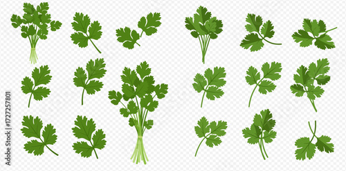 Collection of fresh green parsley sprigs and bunches, isolated on a transparent background.