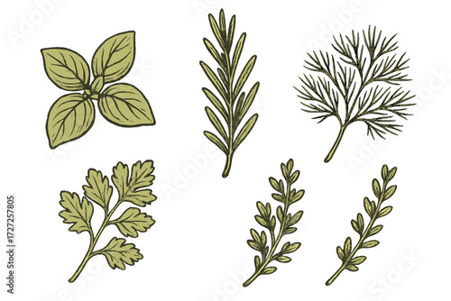 Assortment of fresh aromatic culinary herbs including basil rosemary dill parsley and thyme for cooking