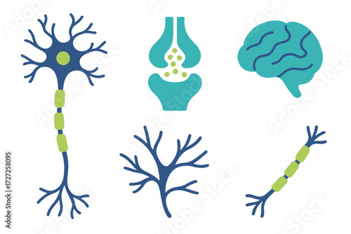Comprehensive set of human brain, neuron, and synapse structures illustrating fundamental neuroscience concepts and biological processes