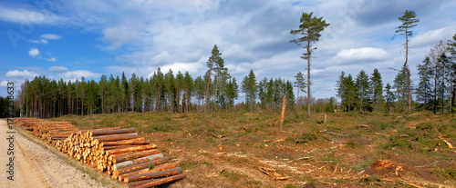Quadro su tela Deforestation Area With Stacked Logs Along Dirt Road In Spring, Eye-Level Panora