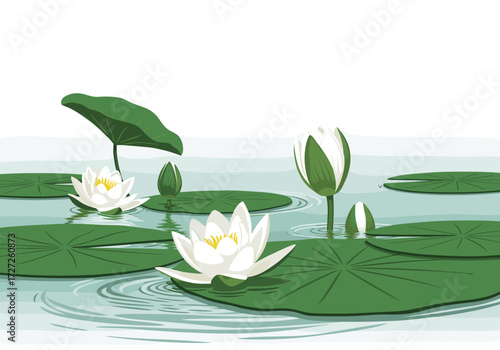 Beautiful White Water Lilies Floating on Calm Water with Green Lily Pads.