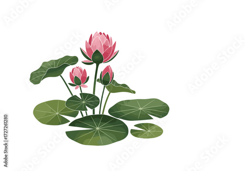 Pink Water Lilies and Green Leaves on White Background.