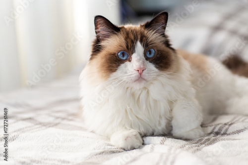 Obraz na plátne Blue eyed fluffy ragdoll cat playing with rainbow toy