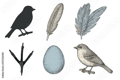 Bird silhouettes and detailed illustrations of feathers, an egg, and a bird, showcasing nature's beauty in simple designs