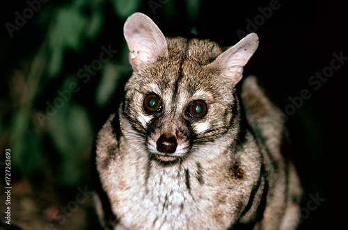 close up of a genet