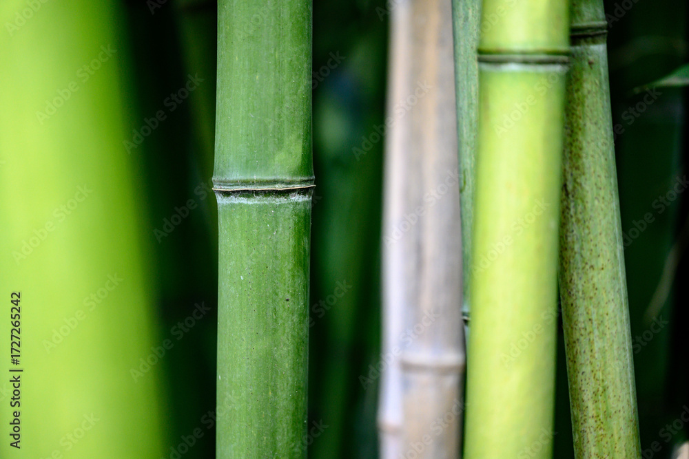 Obraz premium Green bamboo forest close up with lush leaves and stems in a tropical garden setting