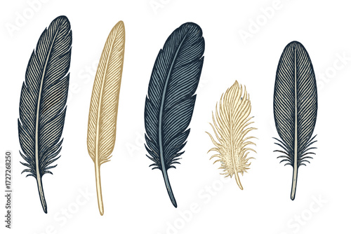 Decorative feathers in various shapes and colors arranged for artistic display