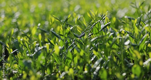 Green tea shoots grow in spring  ,China