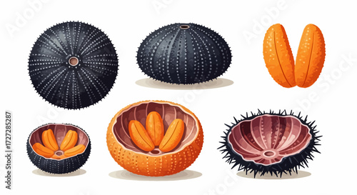 Illustration of sea urchins, whole and cut open, revealing orange roe inside.