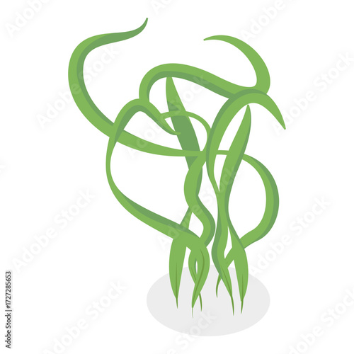 3D Isometric Flat Vector Set of Seaweeds, Marine Algae Collection. A set of various types of seaweed gathered from the ocean, perfect for showcasing the beauty of underwater flora.. Item 10