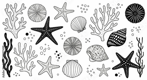 Black and white illustration of various sea creatures including starfish, coral, seashells, and sand dollars arranged on a white background.