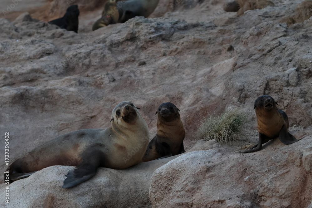 Fototapeta premium australian fur seal