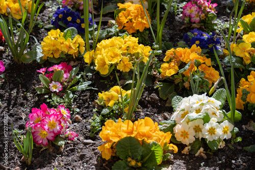 Wallpaper Mural Colorful flower garden in bloom Torontodigital.ca