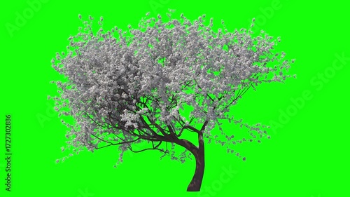 White Sakura Blossom with Soft Wind and Green Screen.  3D generated FX Animation
