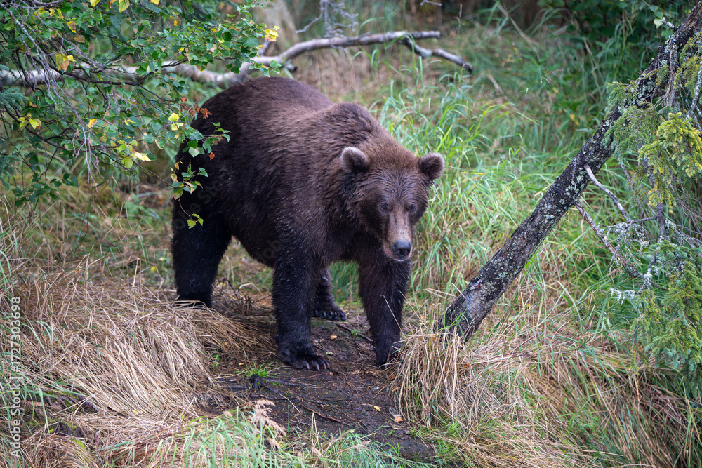 Fototapeta premium Alaskan brown bear on the shore of Brooks River