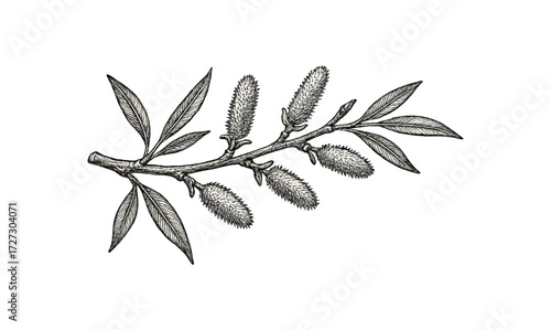 Vintage willow branch illustration for botanical design and decor