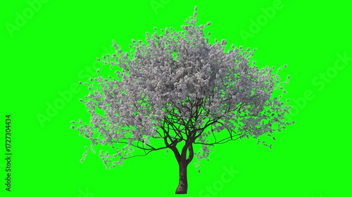 White Sakura Blossom with Soft Wind and Green Screen.  3D generated FX Animation

