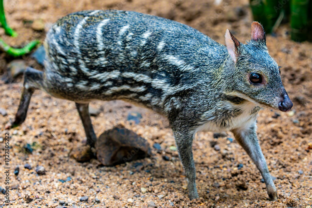 Obraz premium The Indian spotted chevrotain (Moschiola indica) is a species of even-toed ungulate in the family Tragulidae. It is native to India and possibly Nepal.