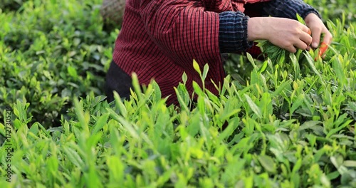 Asian female farmer picking green tea shoots in spring