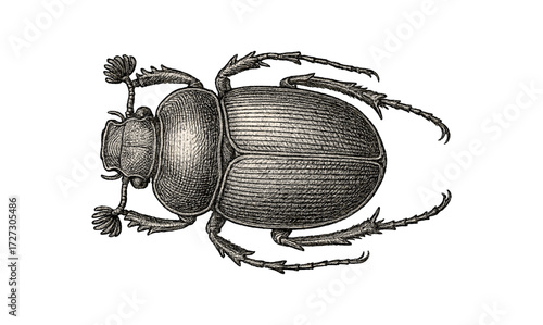 Intricate engraved scarab illustration for artistic design and decor inspiration