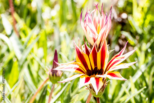Gazania Flower in garden under sunlight