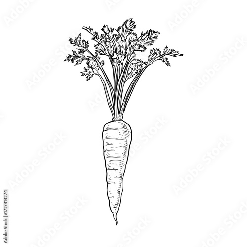 carrot vector hand drawn illustration