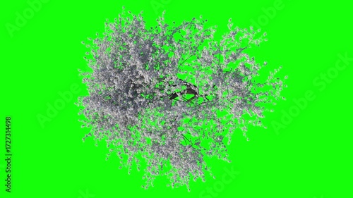 White Sakura Blossom with Soft Wind and Green Screen.  3D generated FX Animation
