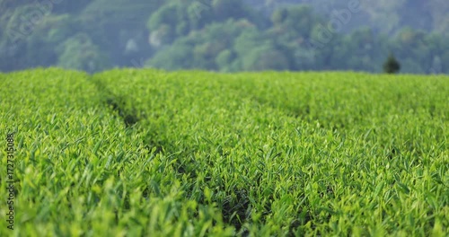 Green tea shoots grow in spring  ,China