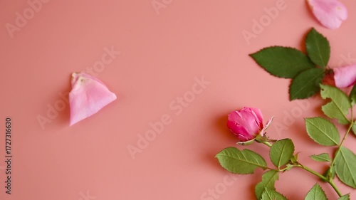 Top view of petals with wind and rose on pink background