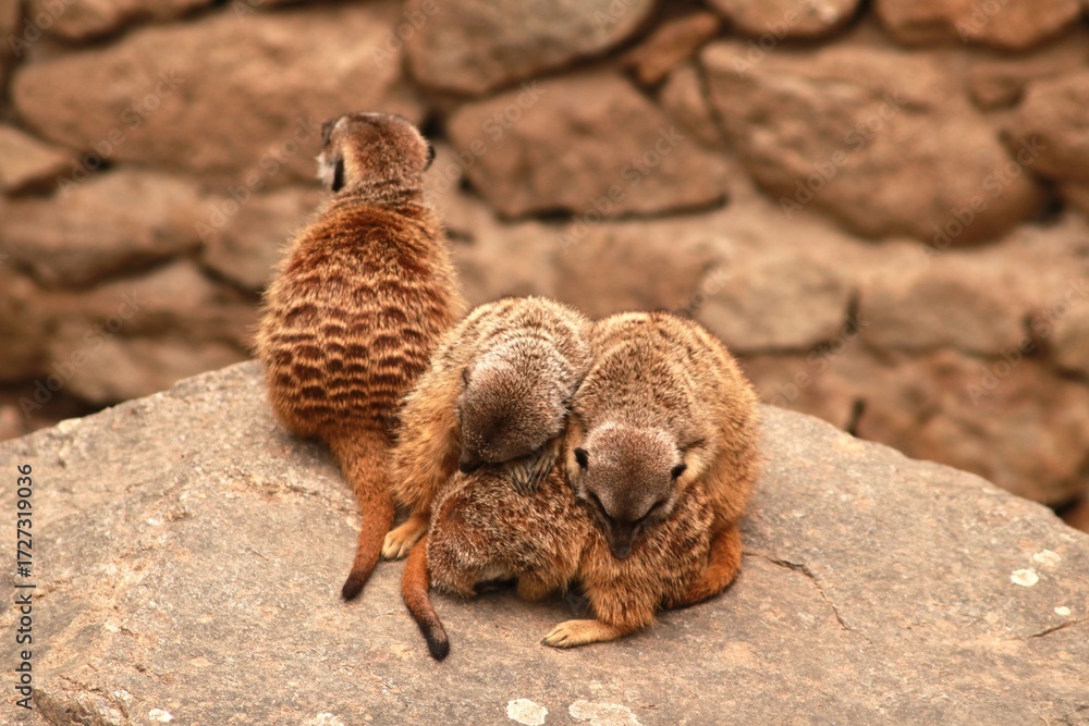 Obraz premium Un suricate se tient debout sur un rocher, attentif et en position de veille. Scène animale capturée en gros plan, illustrant la vigilance et le comportement social de l’espèce.