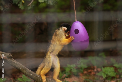 Un singe écureuil joue avec un jouet violet suspendu tout en mangeant un morceau de nourriture dans son enclos. Scène animalière curieuse et colorée, montrant le comportement ludique d’un primate en c