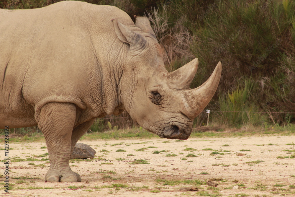 Fototapeta premium Un rhinocéros marche dans son enclos, ses cornes puissantes bien visibles. Ce portrait animalier illustre la force, la rareté et l’importance de la conservation des espèces africaines.