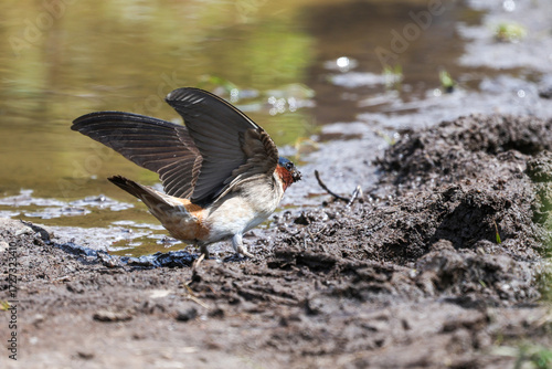 Cliff Swallow drinking water on ground in Banff National Park