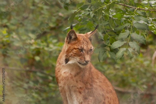 Un lynx observe attentivement son environnement, dissimulé dans la végétation. Ce grand félin d’Europe illustre la discrétion, la puissance et la beauté sauvage des forêts.