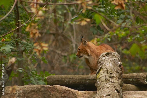Un lynx observe attentivement son environnement, dissimulé dans la végétation. Ce grand félin d’Europe illustre la discrétion, la puissance et la beauté sauvage des forêts.