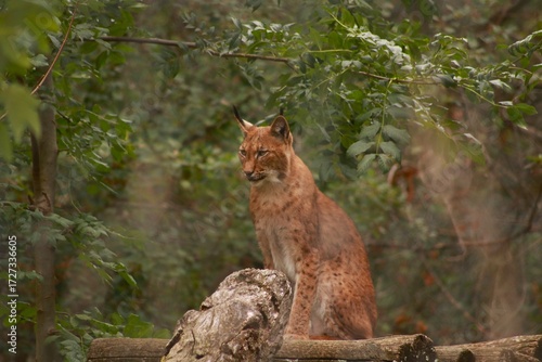Un lynx observe attentivement son environnement, dissimulé dans la végétation. Ce grand félin d’Europe illustre la discrétion, la puissance et la beauté sauvage des forêts.