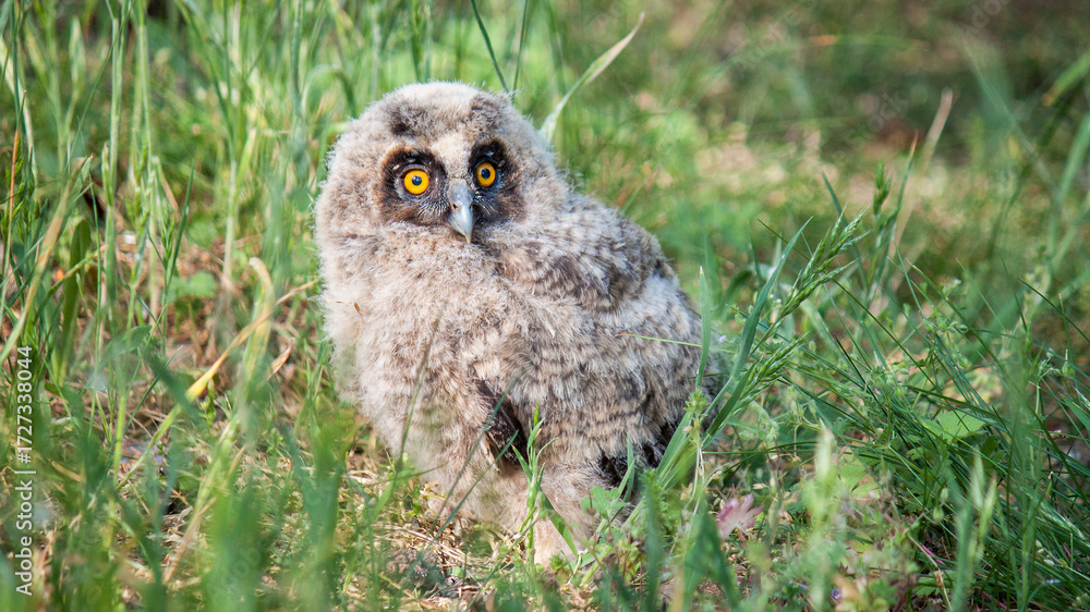 Fototapeta premium great horned owl