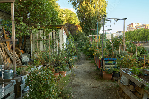 Horizontal view of a sunny urban garden in Vienna. Wooden planters filled with vegetables, herbs, and greenery line a pathway, creating a lush autumn harvest and cozy city vibe.