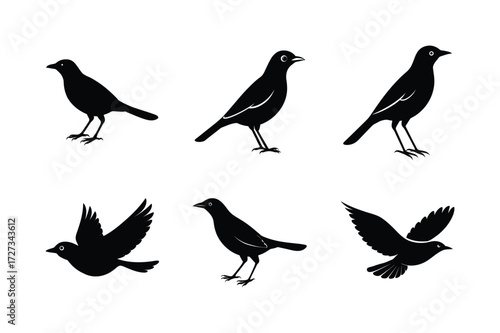 Set of different linocut styles of myna