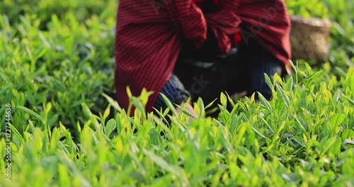 Asian female farmer picking green tea shoots in spring