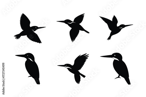 Set of different linocut styles of amazon kingfisher