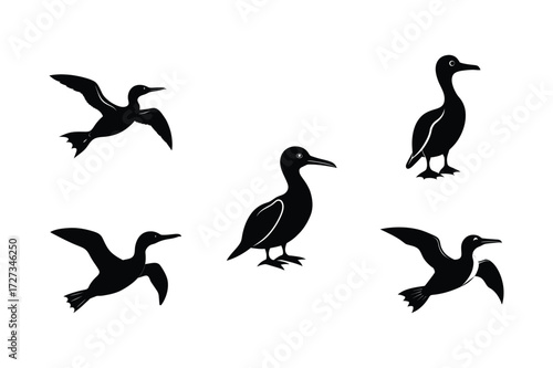 Set of different linocut styles of masked booby